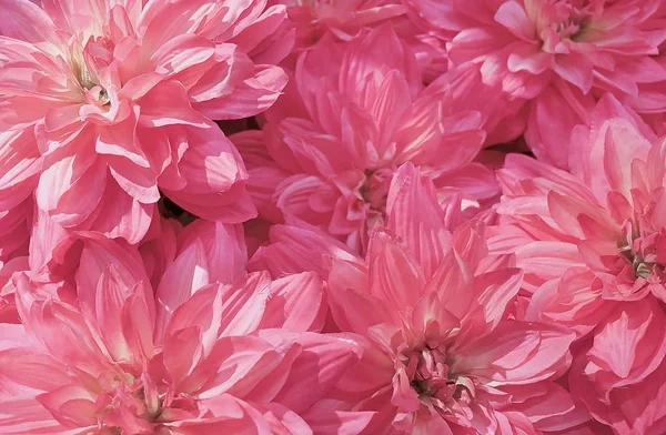 Arka plan güzel pembe yapay Aster çiçek