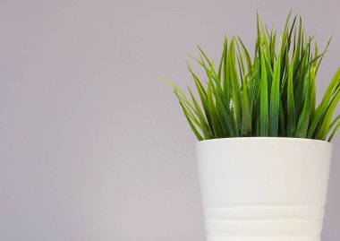 Beyaz porselen tencerede yeşil Yapay ağaç