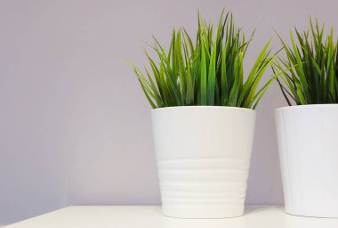 Bir porselen tencerede yeşil Yapay ağaç