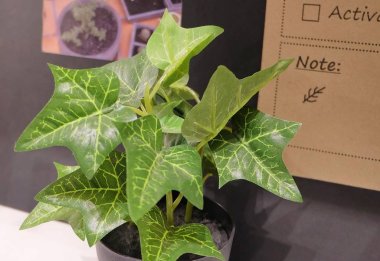 Yapay altın Pothos ağaç plastik kapta