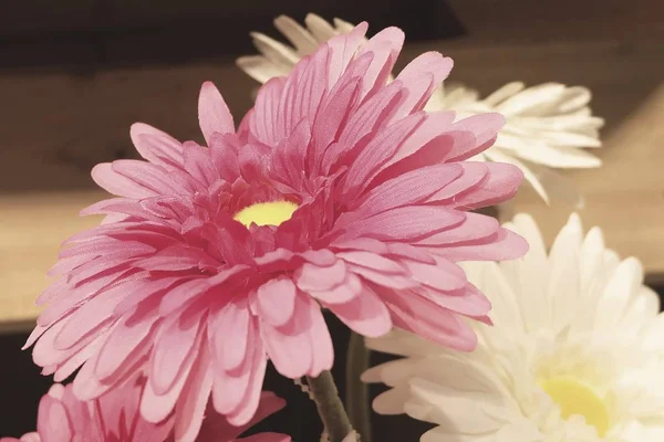 Close Up of White and Pink Artificial Chrysanthemum Flowers