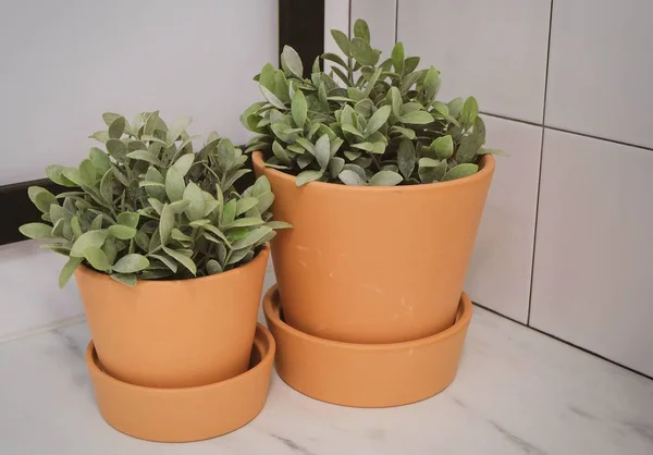 Plantas artificiais verdes em vasos de flores de cerâmica — Fotografia de Stock