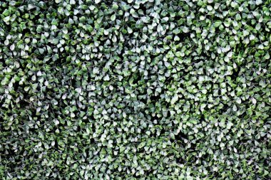 Kalp koyu yeşil renk arka plan bırakır