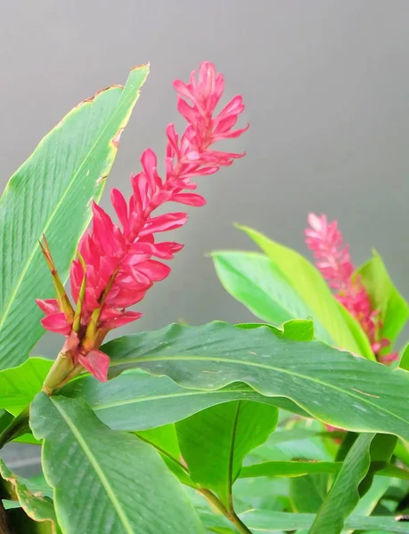 Beautiful Cone Ginger Plant with Red Flowers