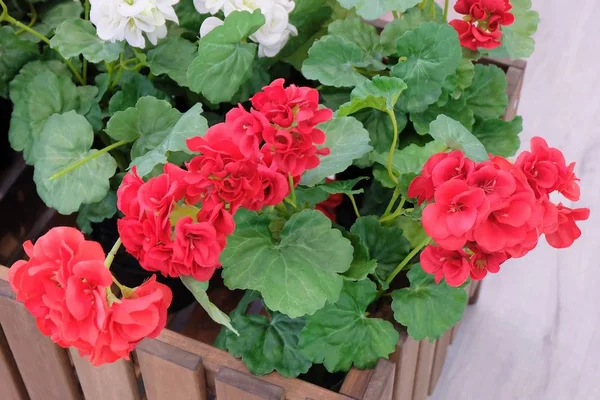 Güzel yapay kırmızı ve beyaz ortanca çiçek