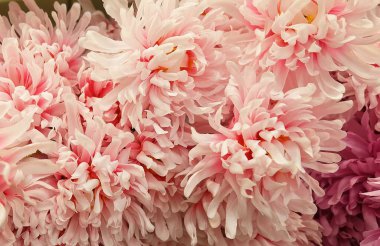 Arka plan yapay pembe krizantem çiçek