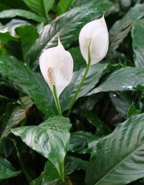Anthurium Bahçe çiçek veya Flamingo çiçek 