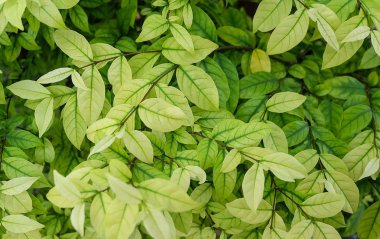 Yeşil dikey dokulu arka plan bırakır