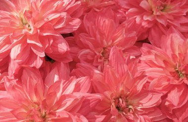 Arka plan güzel pembe yapay Aster çiçek