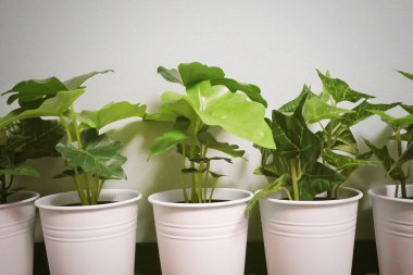 Yapay Alocasia ve Metal tencerede Altın Pothos bitki