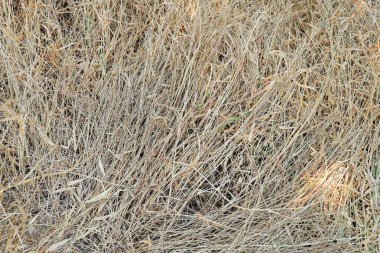 Arka plan kahverengi kurutulmuş ot ve yaprak