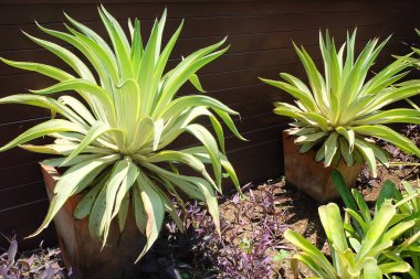 Güzel agav bitkiler dekorasyon Bahçe