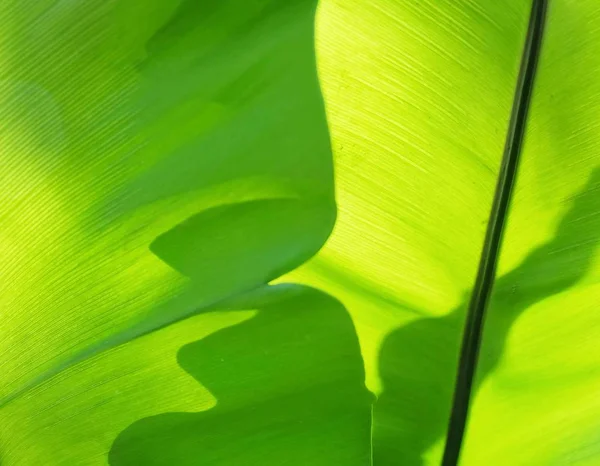 Yeşil yaprak yatay dokulu arka plan