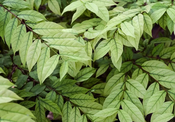 Top View dari Green Young Plant on Ground — Stok Foto