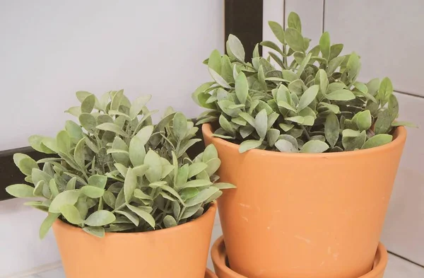 Plantas artificiais verdes em vasos de flores de cerâmica — Fotografia de Stock