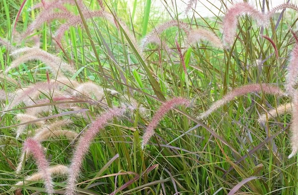 Prairie de mission Herbe ou Pennisetum avec fleur — Photo