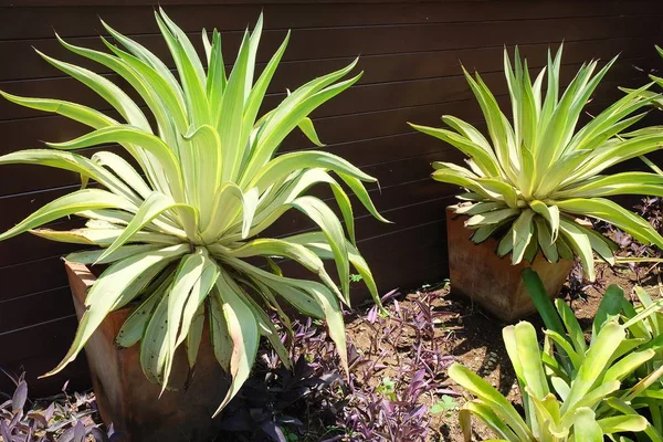 Indah Agave Plants Dekorasi di Taman — Stok Foto