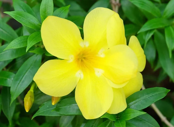 stock image Beautiful Flower, Close Up Yellow Sage Rose, West India holly,  Yellow Alder or Turnera Ulmifolia Flowers Blooming with Green Leaves on The Plant.