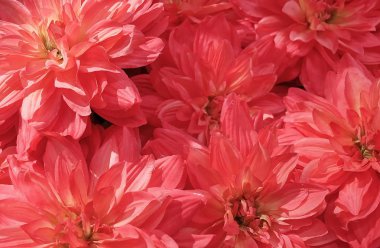 Eski arka plan gül yapay Aster çiçekler ev ve yapı dekorasyon için.