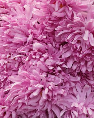 Arka plan yapay mor papatya çiçek için ev ve yapı dekorasyon.