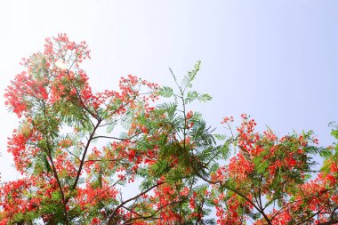 Demet taze kırmızı Brachychiton Acerifolius, Delonix Regia, alev Boyant, Royal Poinciana veya mavi gökyüzü üzerinde ağaç Brance karşı tavus kuşu çiçekler.