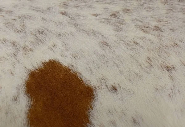Kumaş Tekstil Kahverengi Beyaz Sığır Derisi Yakın Çekim Veya Bir — Stok fotoğraf