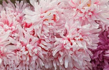 Arka plan yapay pembe krizantem çiçek için ev ve yapı dekorasyon