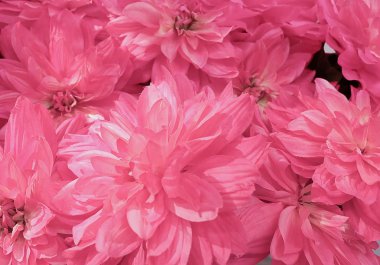 Arka plan pembe yapay Aster çiçek için ev ve yapı dekorasyon.