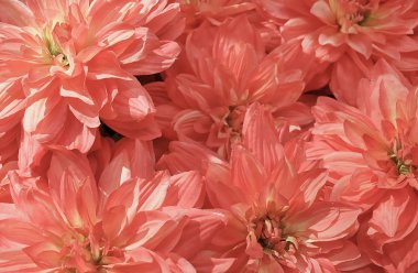 Arka plan güzel pembe yapay Aster çiçek