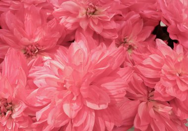 Arka plan güzel pembe yapay Aster çiçek