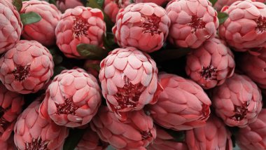 Arka plan kırmızı yapay Protea Aristata çiçek