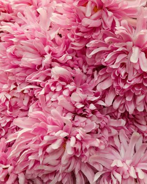 Arka plan yapay pembe krizantem çiçek