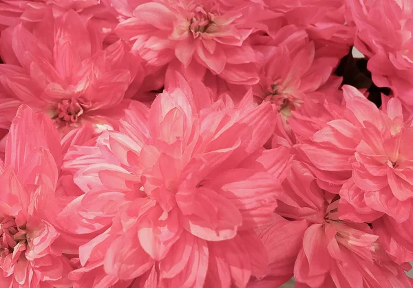 Arka plan güzel pembe yapay Aster çiçek