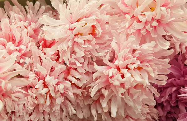 Arka plan yapay pembe krizantem çiçek