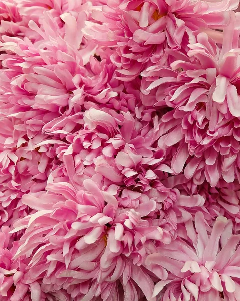 Arka plan yapay pembe krizantem çiçek