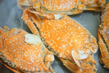 Metal bir tencerede buğulanmış mavi yengeç 