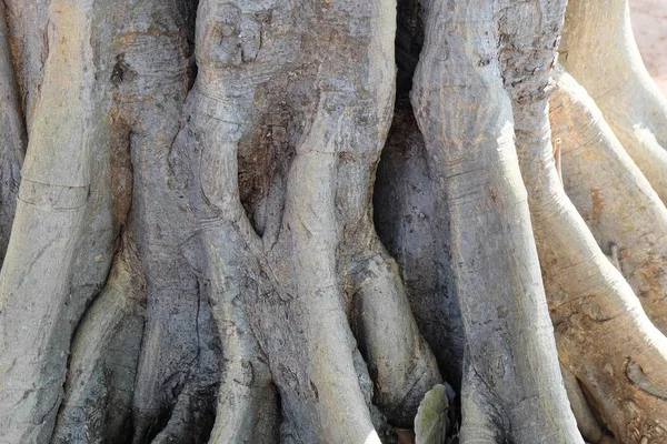 Rozgałęzienia korzenie drzew na ziemi — Zdjęcie stockowe