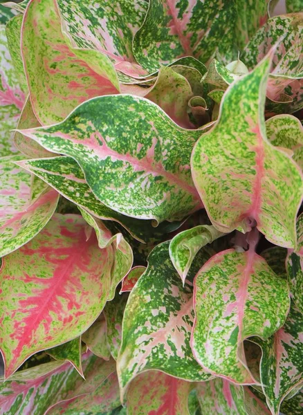 Färsk sockerrör blad eller Dieffenbachia blad — Stockfoto