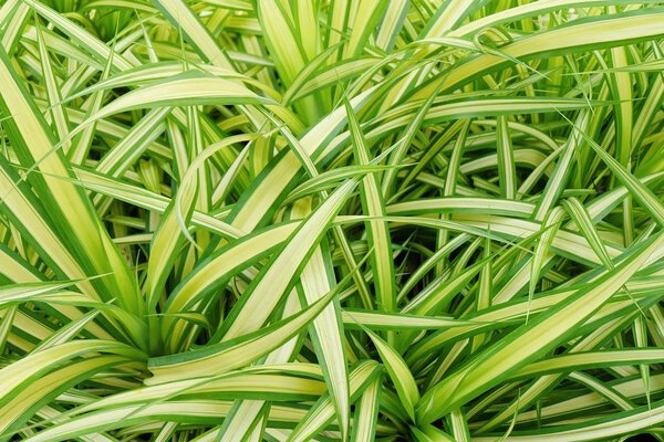 Decoration Chlorophytum Comosum Plants in The Garden