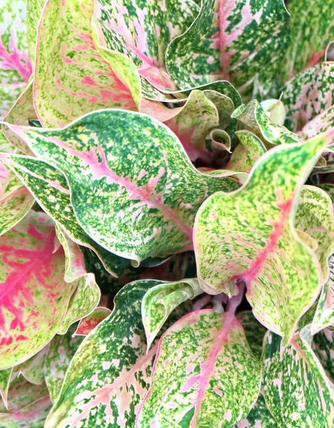 Foglie di canna fresche o foglie di Dieffenbachia — Foto Stock