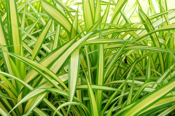 Decoration Chlorophytum Comosum Plants in The Garden