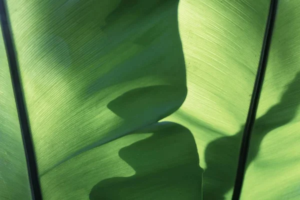 O Horizontal de Folha Verde Texturizado fundo — Fotografia de Stock