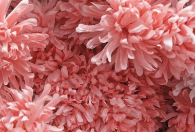 Arka plan yapay pembe krizantem çiçek için ev ve yapı dekorasyon.