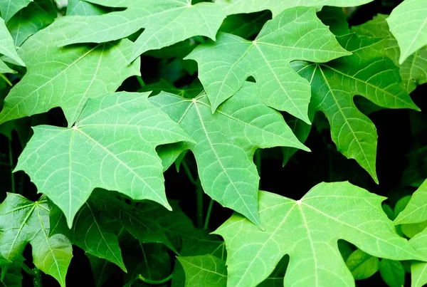 Modello Sfondo Parete Foglie Verdi Sfondo Verde Bush — Foto Stock