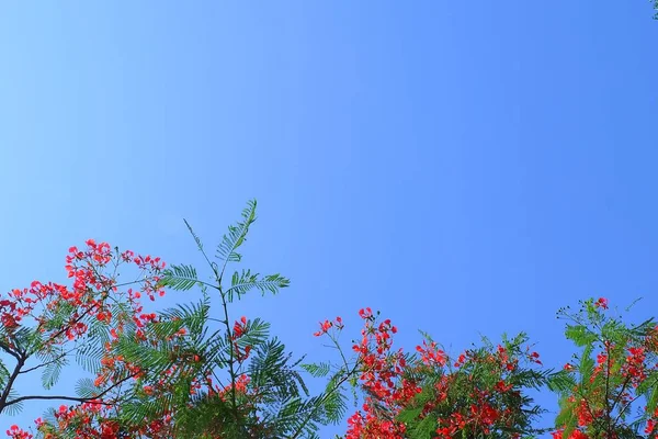 一群新鲜的红 Brachychiton Acerifolius Boyant 皇家凤凰或孔雀花在树分公司对蓝天 — 图库照片