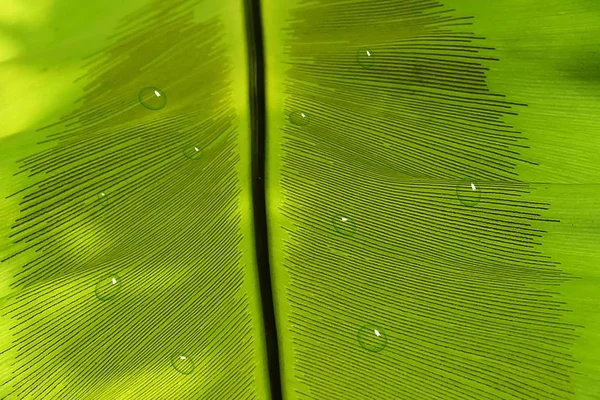 Modello Sfondo Foglia Verde Strutturato Sfondo Con Gocce Acqua — Foto Stock