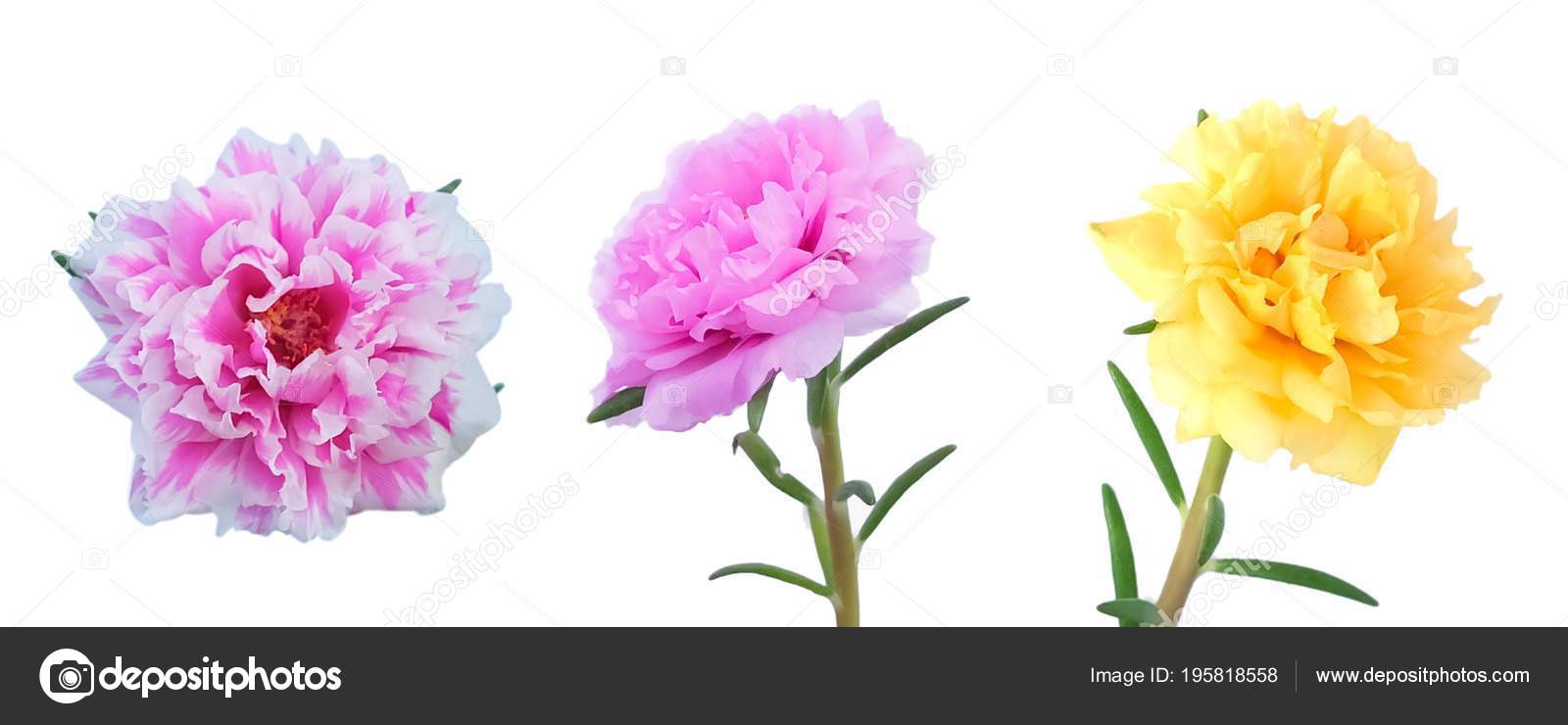 Beautiful Flower Three Fresh Purslane Moss Rose Ten Clock Sun Stock Photo By C Arayabandit Beautiful Flower Three Fresh Purslane Moss Rose Ten Clock Sun Stock Photo By C Arayabandit