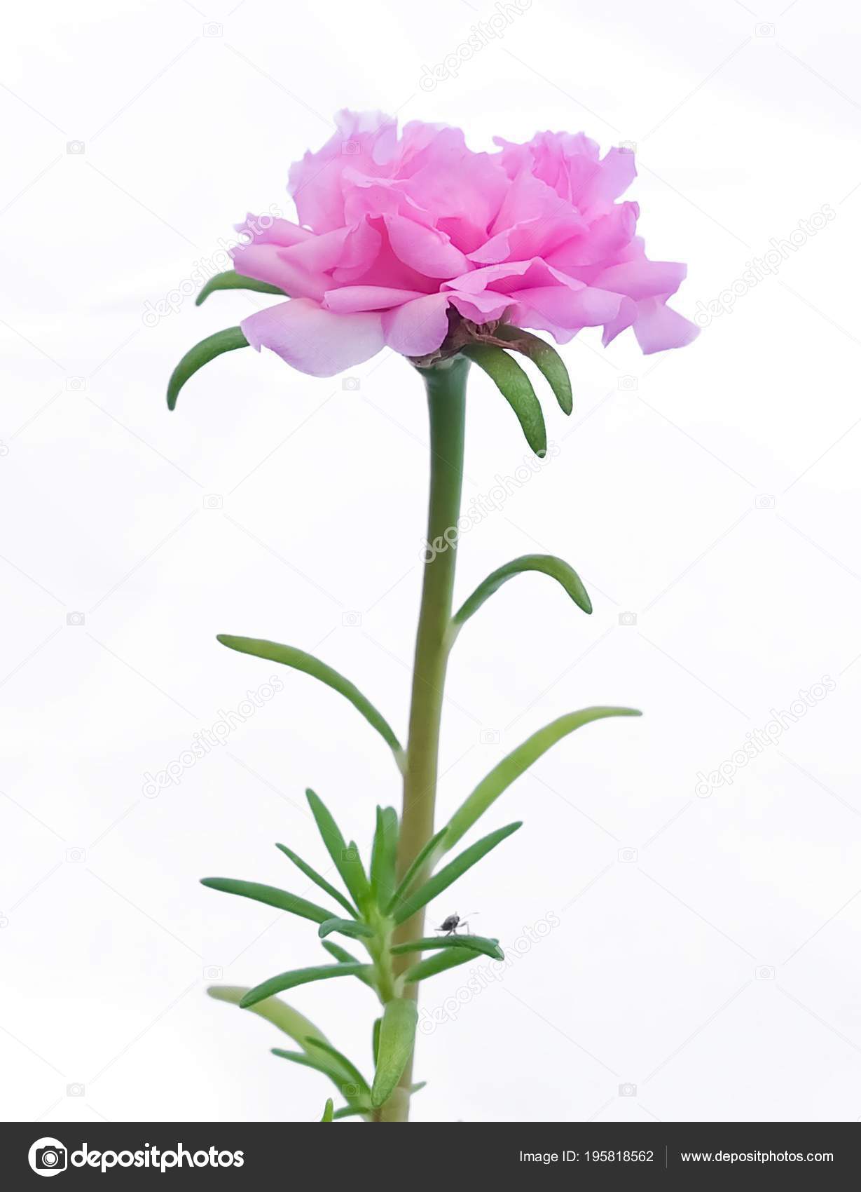 Beautiful Flower Fresh Pink Purslane Moss Rose Ten Clock Sun Stock Photo Image By C Arayabandit 195818562