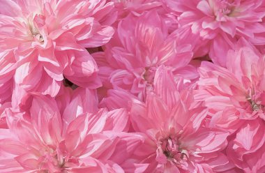 Arka plan pembe yapay Aster çiçek için ev ve yapı dekorasyon.