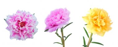 Güzel çiçek, üç taze semizotu, Moss gül, saat 10 yönünde, Güneş Rose veya beyaz arka plan üzerinde izole Portulaca Grandiflora çiçek.